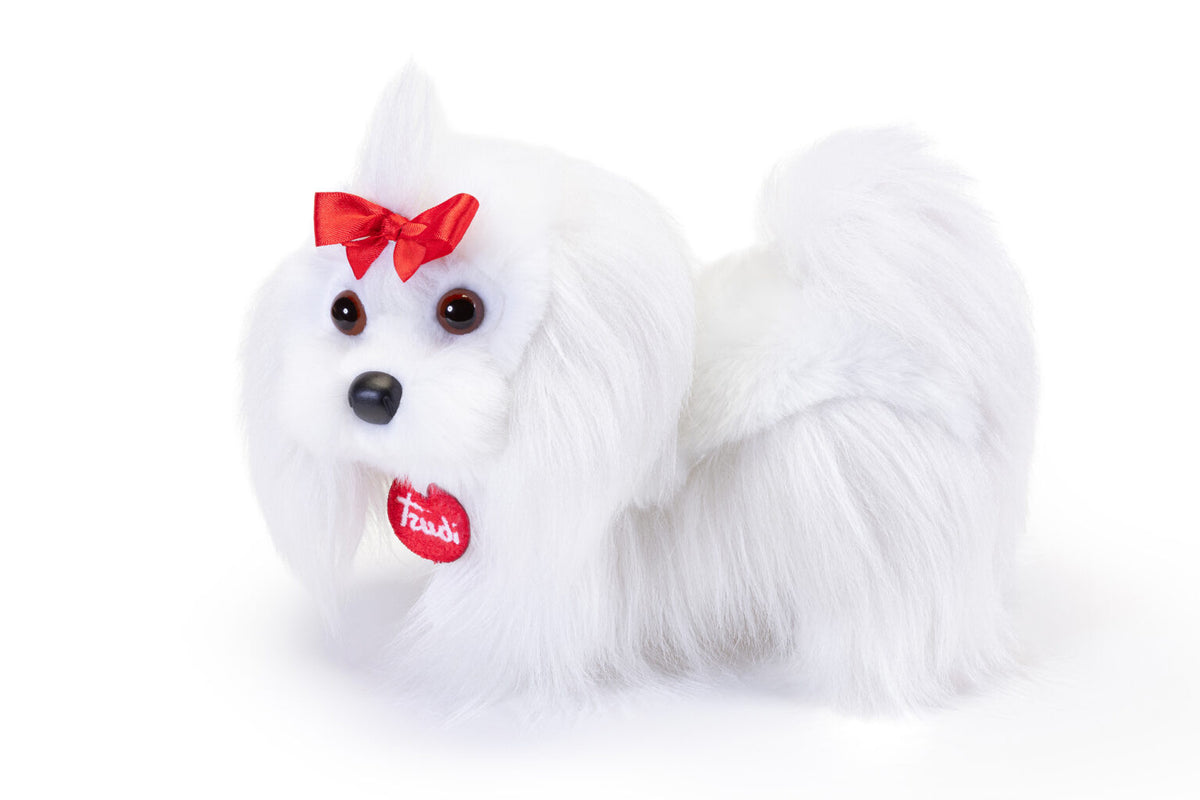 Maltese Lulù, taglia M