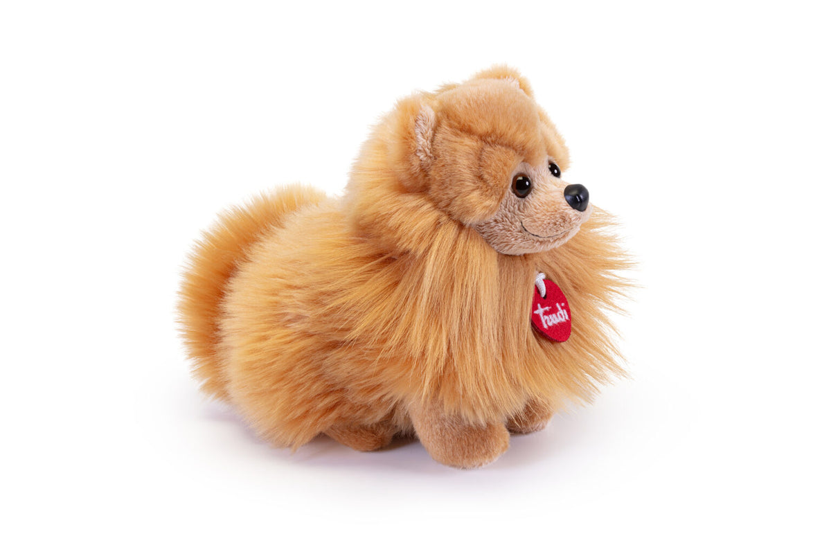 Pomerania Biscuit, taglia S