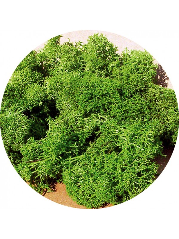 HEKI 3219 Confezione di licheni colore verde chiaro (contenuto gr. 75)